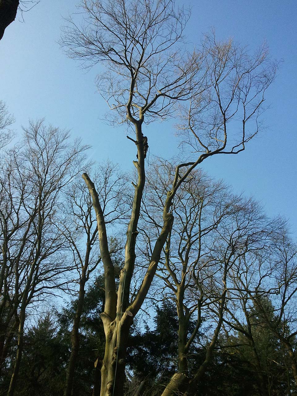 Kappen Beuk Natuurmonumenten