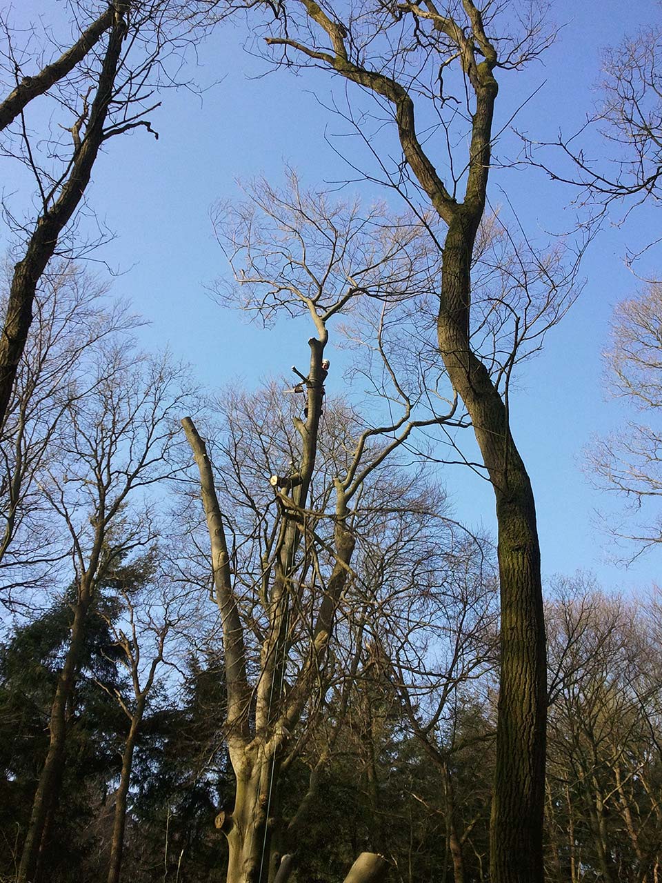 Kappen Beuk Natuurmonumenten