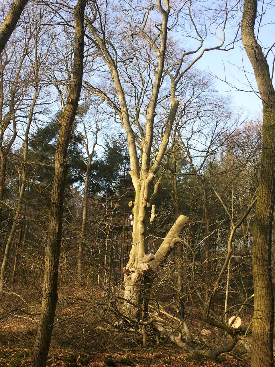 Kappen Beuk Natuurmonumenten