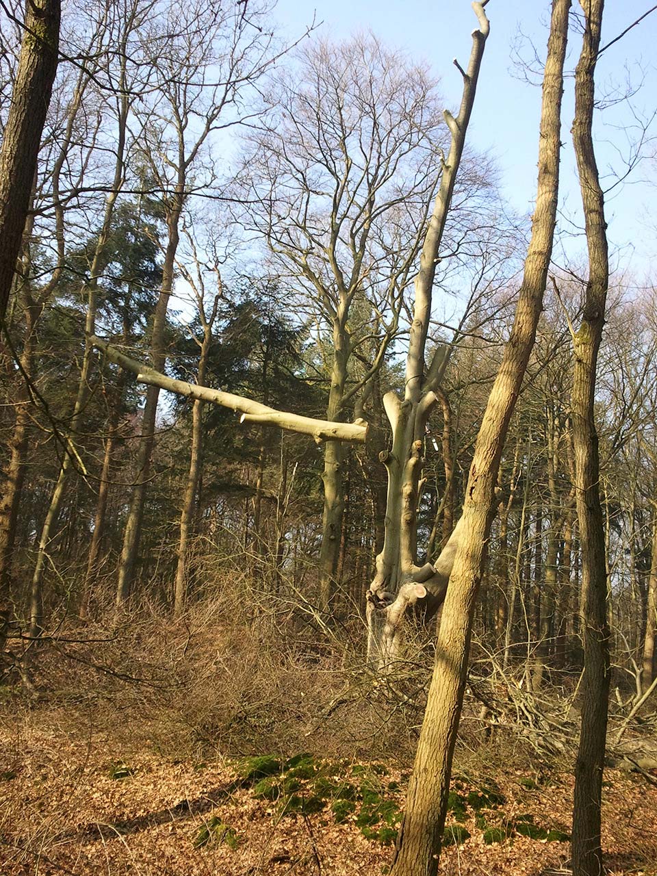 Kappen Beuk Natuurmonumenten