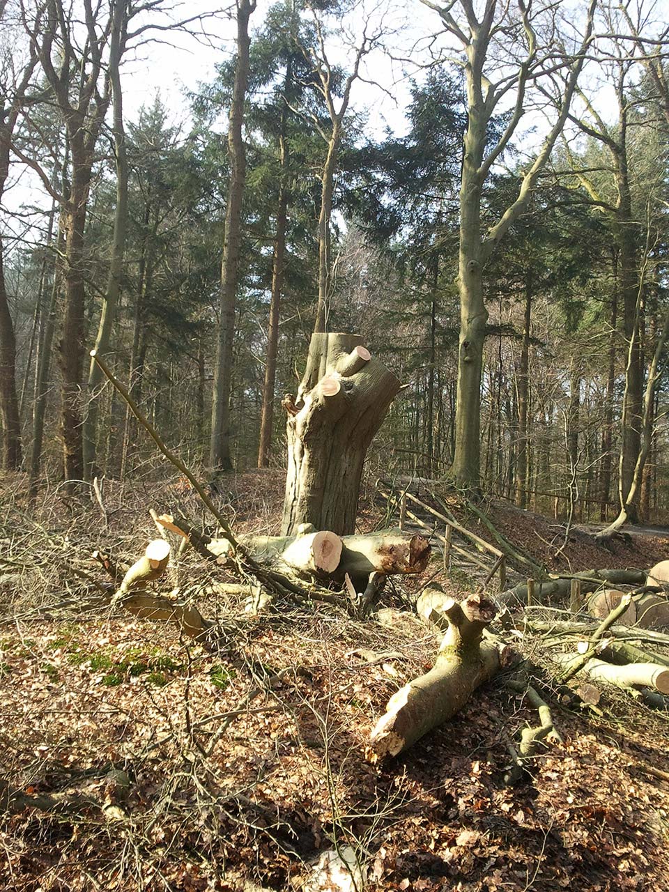 Kappen Beuk Natuurmonumenten