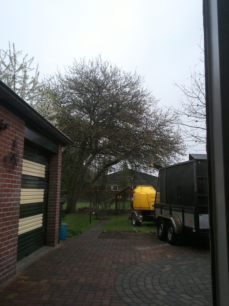 Knotten appelboom