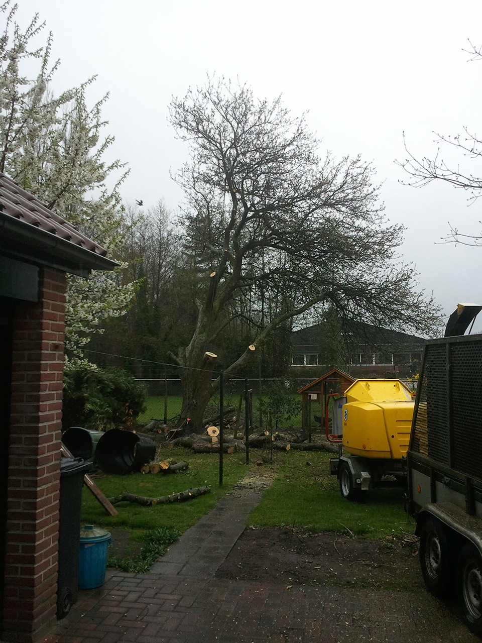 Knotten appelboom