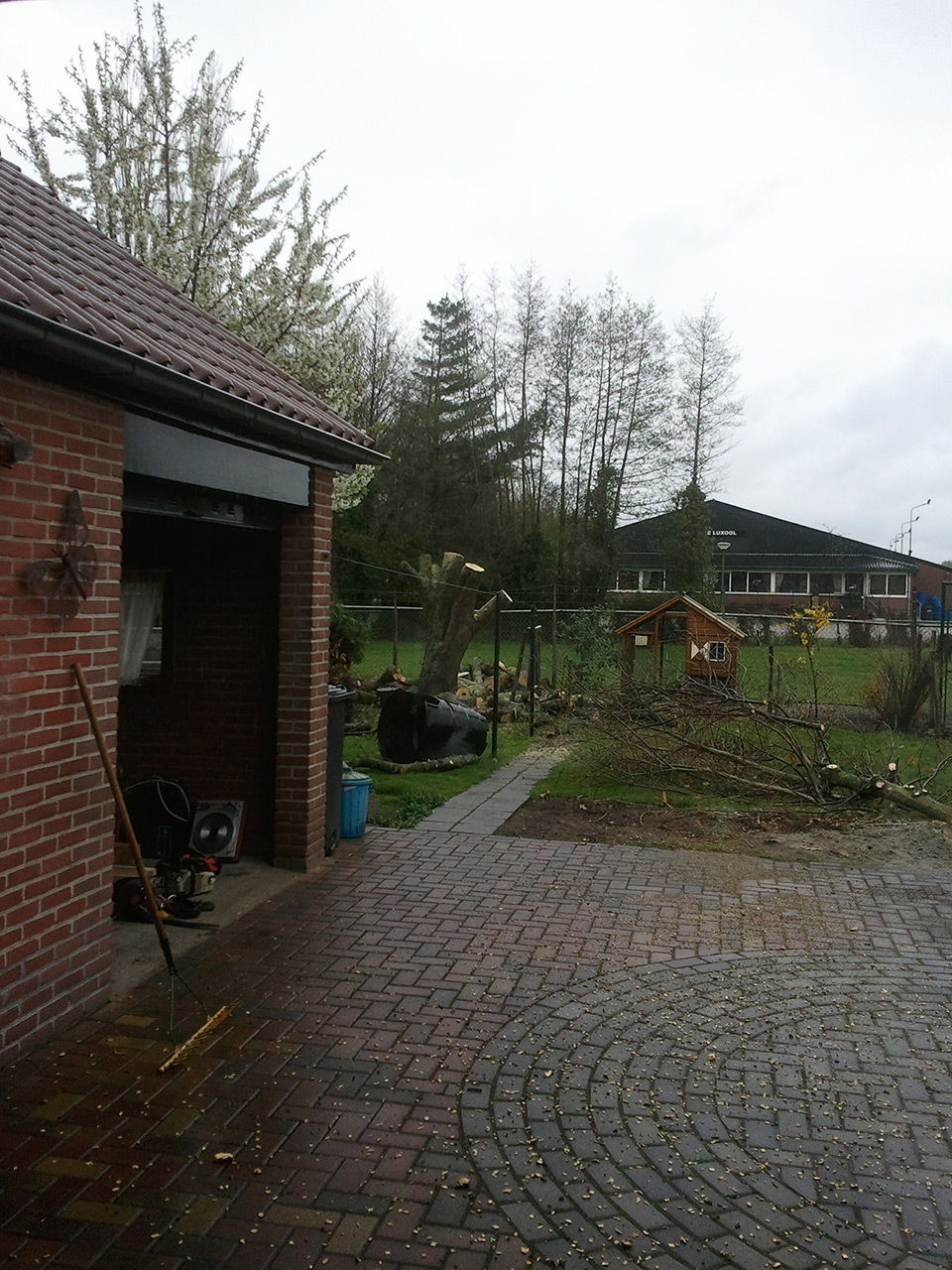 Knotten appelboom